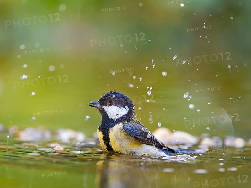 Great tit (Parus major), adult bird standing in shallow water and bathing, Solms, Hesse, Germany, Europe