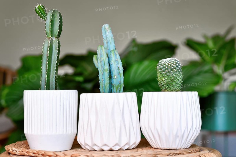 Three different small cacti houseplants in flower pots on table in living room
