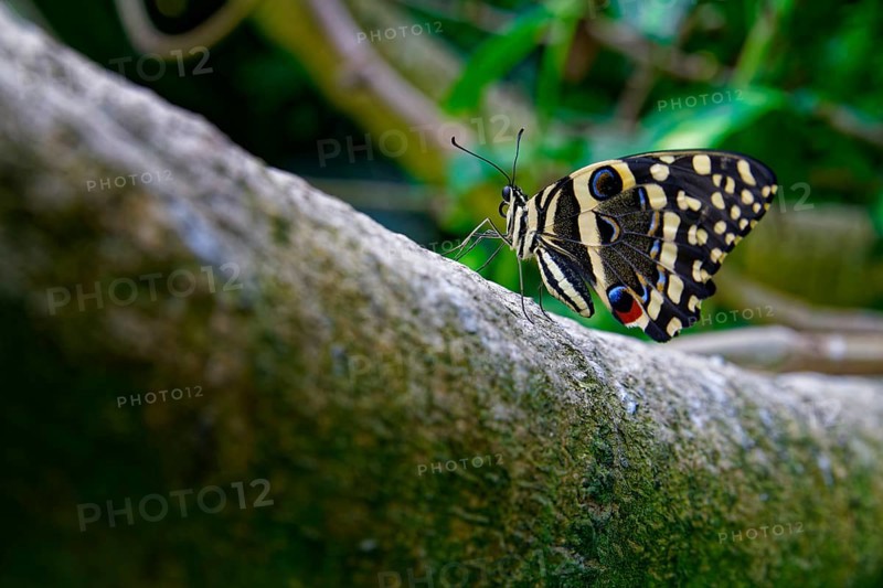 Butterfly on a stem, citrus swallowtail (Papilio demodocus), distribution Afrotropical faunal region