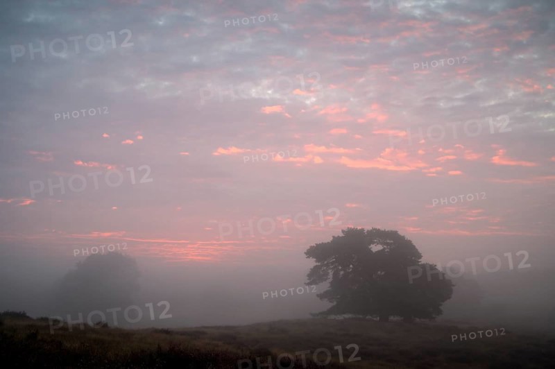Single pine tree in front of sunrise, with flowering heath, Westruper Heide, Haltern, North Rhine-Westphalia, Germany, Europe