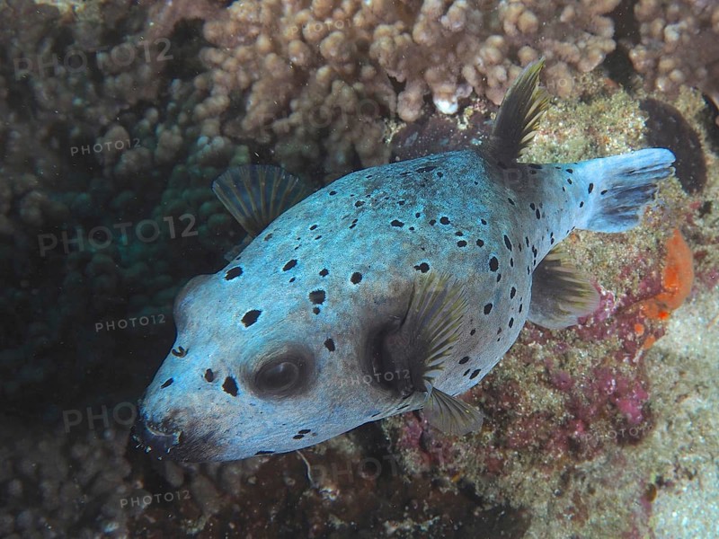 Blackspotted puffer (Arothron nigropunctatus), Sodwana Bay National Park dive site, Maputaland Marine Reserve, KwaZulu Natal, South Africa, Africa