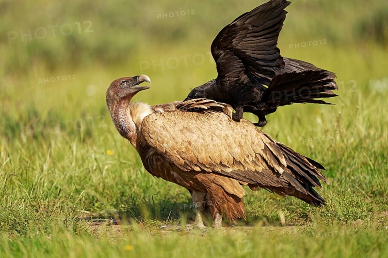 Griffon Vulture (Gyps fulvus) and Common Raven (Corvus corax) on the luder, Common Raven teases a Griffon Vulture, rCastilla-La Mancha, Spain, Europe