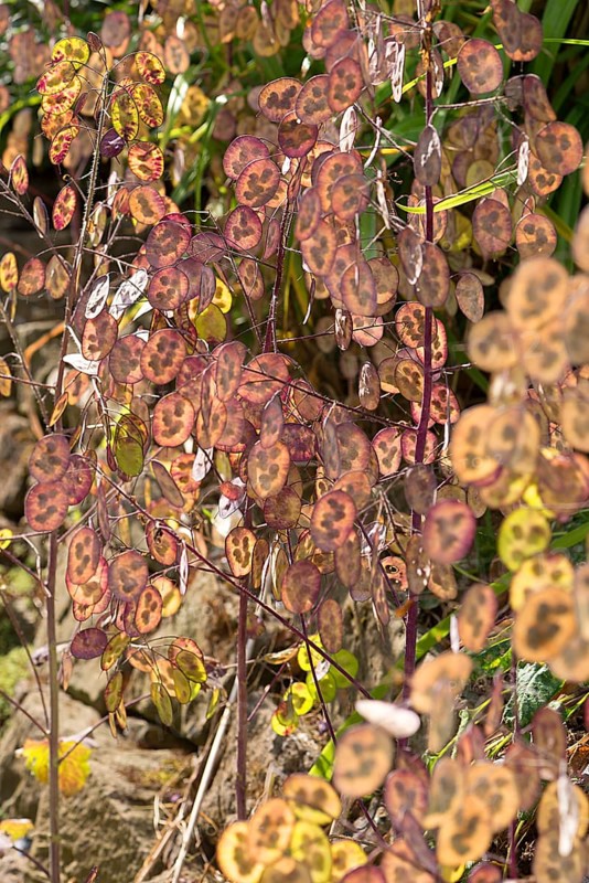 Autumn annual honesty (Lunaria), Bavaria, Germany, Europe