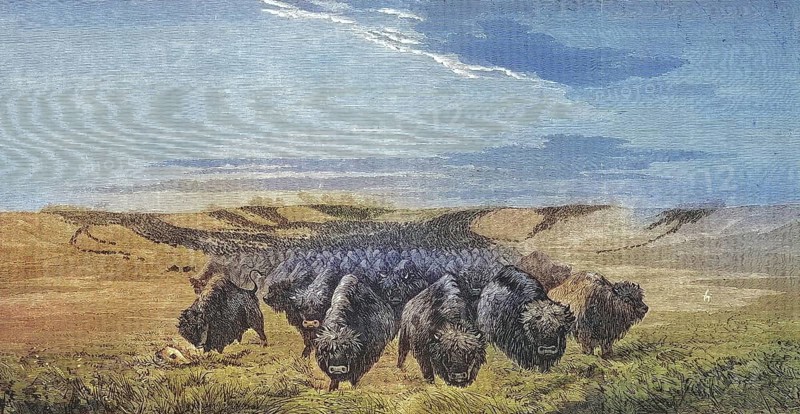 Large herd of bison on the Missouri prairie, 1869, America, Historic, digitally restored reproduction of an original 19th century painting, exact original date unknown
