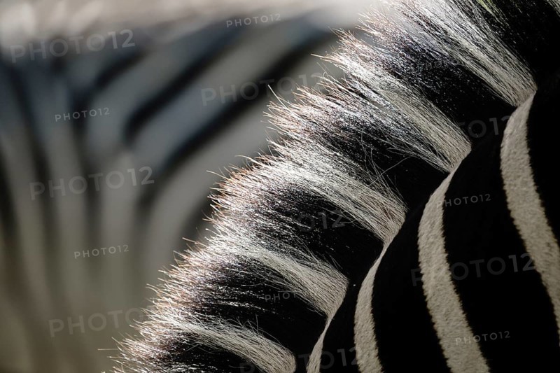Burchells zebra (Equus quagga burchellii) mane and fur in black and white, pattern, Mosi-oa-Tunya National Park, Zambia, Africa