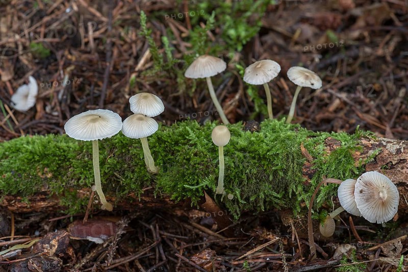 Bonnets (Mycena), mixed forest, Fanken, Bavaria, Germany, Europe