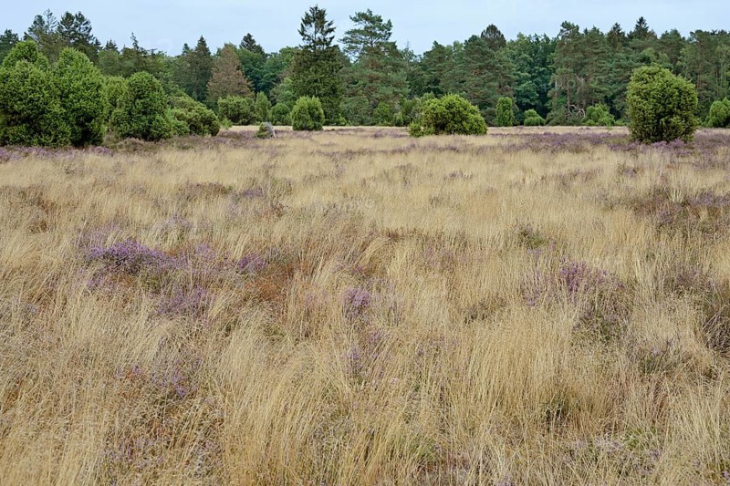 Heath landscape, typical vegetation, flowering common heather (Calluna Vulgaris) between true grass (Poaceae), Südheide nature park Park, Lüneburg Heath, Lower Saxony, Germany, Europe
