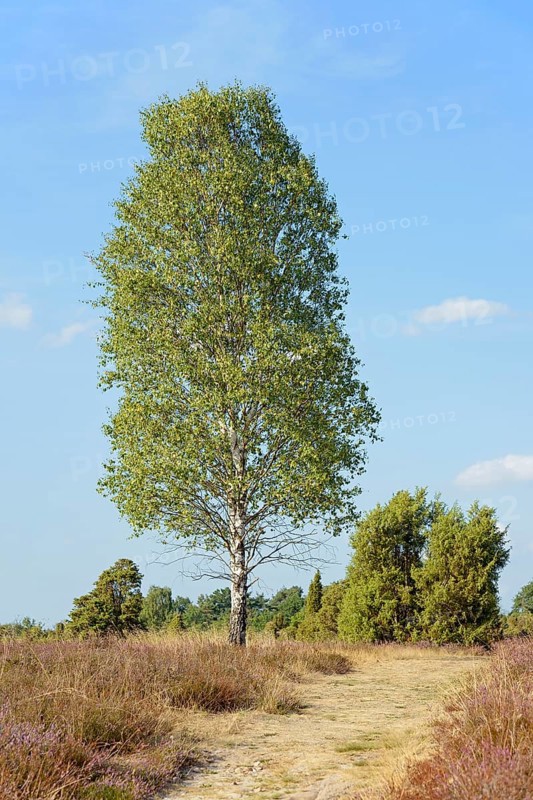 Heath landscape, typical vegetation, solitary tree birch (Betula) along a hiking trail, juniper (Juniperus communis) and flowering common heather (Calluna Vulgaris), blue cloudy sky, Südheide nature park Park, Lüneburg Heath, Lower Saxony, Germany, Europe