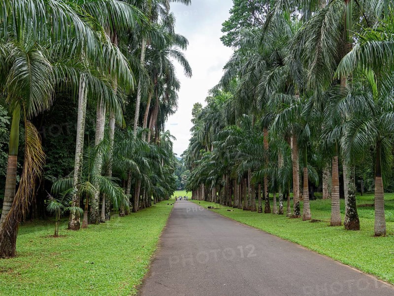 Avenue with royal palms, Kandy Botanical Gardens, Sri Lanka, Asia