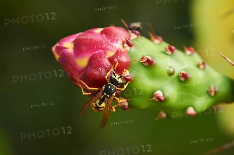 European paper wasp (Polistes dominula) on a Indian fig opuntia (Opuntia ficus-indica) blossom, ebro delta, Catalonia, Spain, Europe