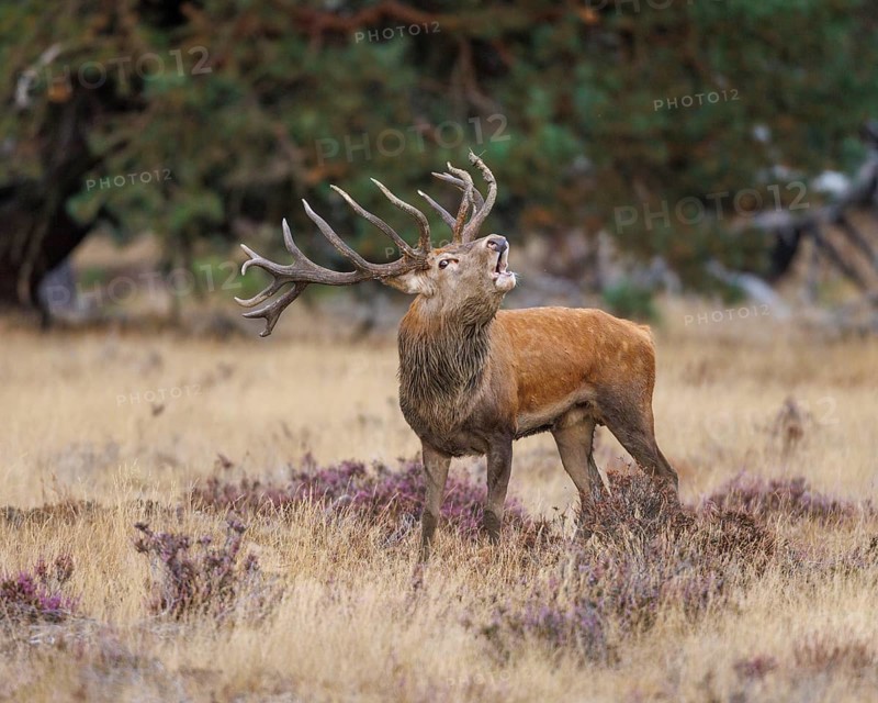 Red deer (Cervus elaphus) in the Hoge Veluwe National Park, Netherlands