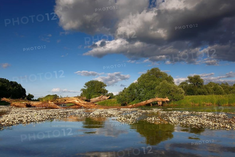 River water crowfoot (Ranunculus fluitans), evidence of nature's power of renewal in a formerly chemically heavily polluted watercourse, Middle Elbe Biosphere Reserve, Saxony-Anhalt, Germany, Europe