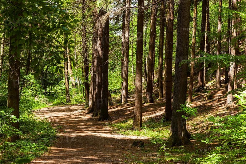 The Tharandt Forest, formerly known as the Grillenburg Forest, is a landscape in the centre of Saxony and lies southwest of the forestry town of Tharandt, south of the town of Wilsdruff