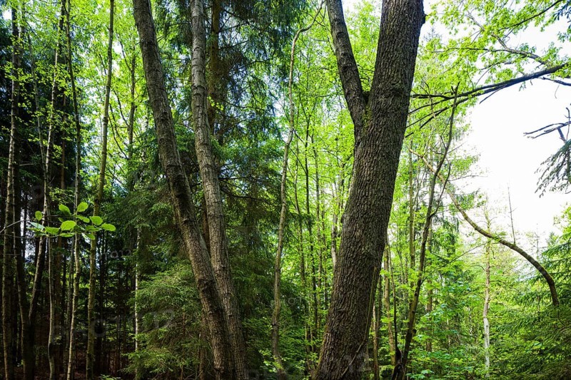 The Tharandt Forest, formerly known as the Grillenburg Forest, is a landscape in the centre of Saxony and lies southwest of the forestry town of Tharandt, south of the town of Wilsdruff