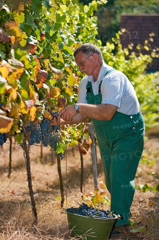 Grape grape harvest in the Spaargebirge near Meißen