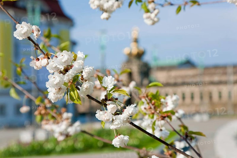 Thanks to the greening of Dresden's Postplatz, which was prompted by public protests, visitors can now also enjoy spring there. Here is a grove of cherry trees