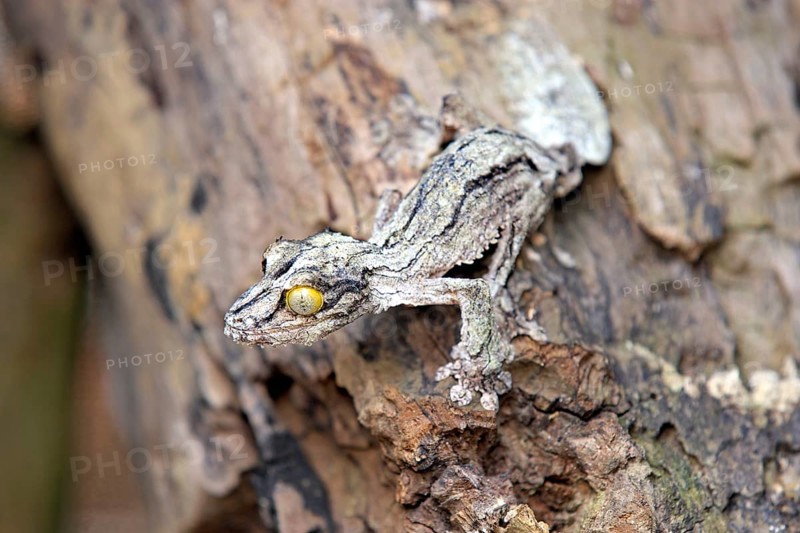 Mossy mossy leaf-tailed gecko (Uroplatus sikorae), Madagascar, Africa