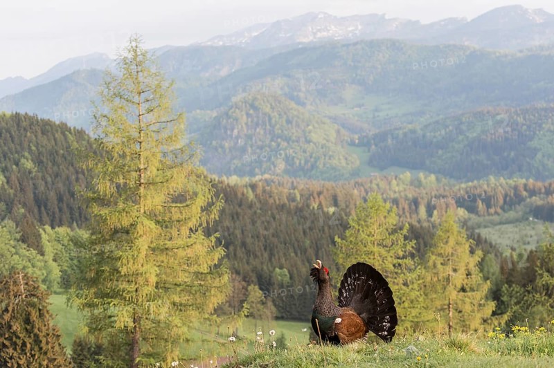 Western capercaillie (Tetrao urogallus) courting, Kalkalpen National Park, Upper Austria, Austria, Europe