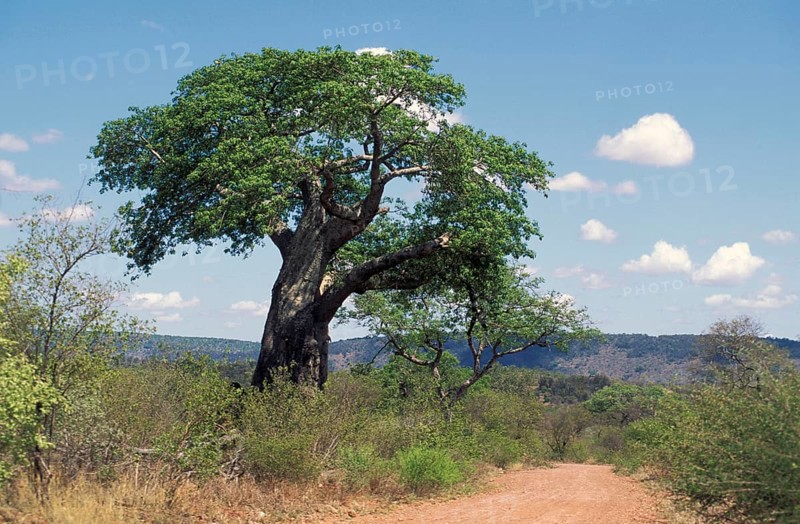 Baobab, Zambezi National Park, Zimbabwe (Adansonia digita)