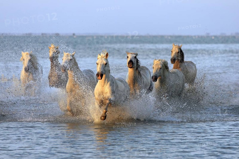 Camargue horses run through water, Camargue, Provence, South of France, Camargue horse, white horse