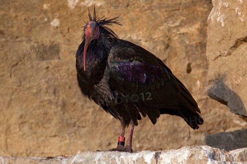 Northern bald ibis (Geronticus eremita), captive, Bad Mergentheim Wildlife Park, Baden-Württemberg, Germany, Europe