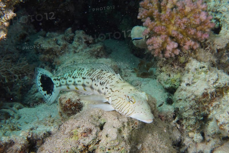 Speckled sandperch (Parapercis hexophthalma), House reef dive site, Mangrove Bay, El Quesir, Red Sea, Egypt, Africa