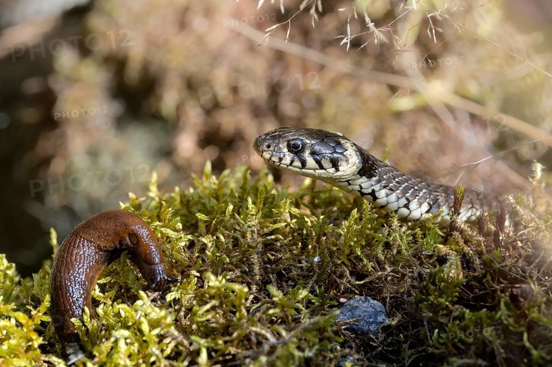 Grass snake and red slug (Arion rufus), Austria, Upper Austria), Upper Austria, Europe