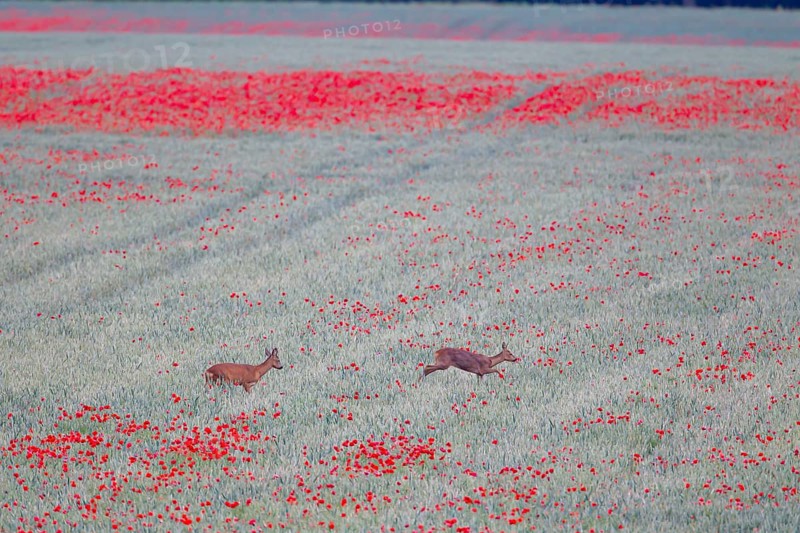 Roe deer (Capreolus capreolus) adult male buck and female doe in a farmland wheat field with flowering poppy flowers, Suffolk, England, United Kingdom, Europe