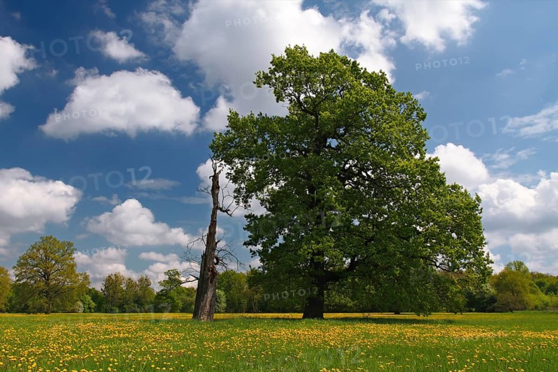 Meadow meadows blooming with buttercups, campion and bluebells in spring, Middle Elbe Biosphere Reserve, Saxony-Anhalt, Germany, Europe