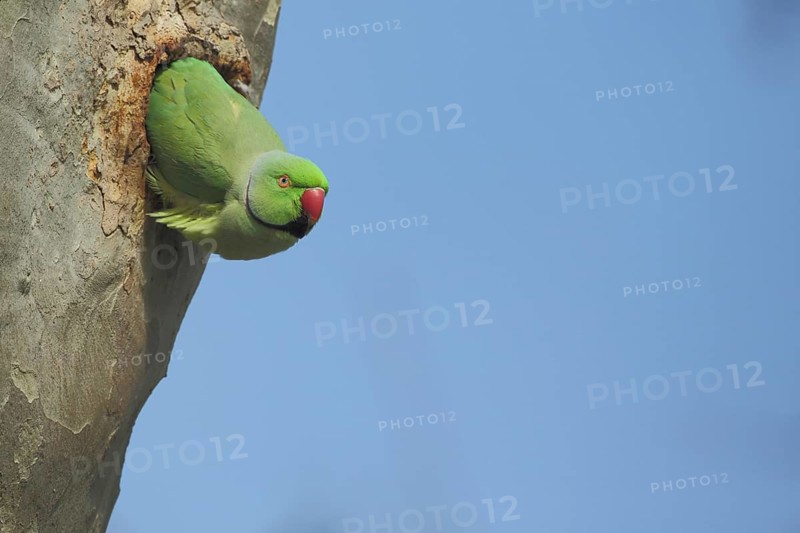 Rose-ringed Parakeet (Psittacula krameri) in breeding hole on tree trunk, male, parakeet, parrot, looking out, Luisenpark, Mannheim, Hesse, Germany, Europe