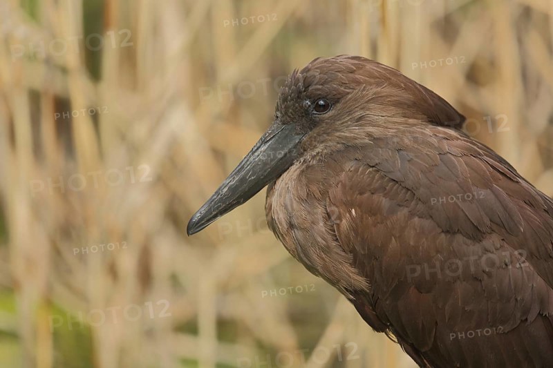 Portrait of the hammerhead (Scopus umbretta), shadow birds, hamerkop, captive