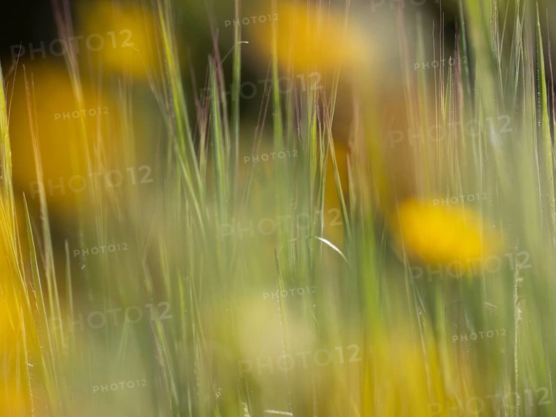 Photo art, depicted by blurred out of focus flowers of the rough hawksbeard (Crepis biennis), Extremadura, Spain, Europe