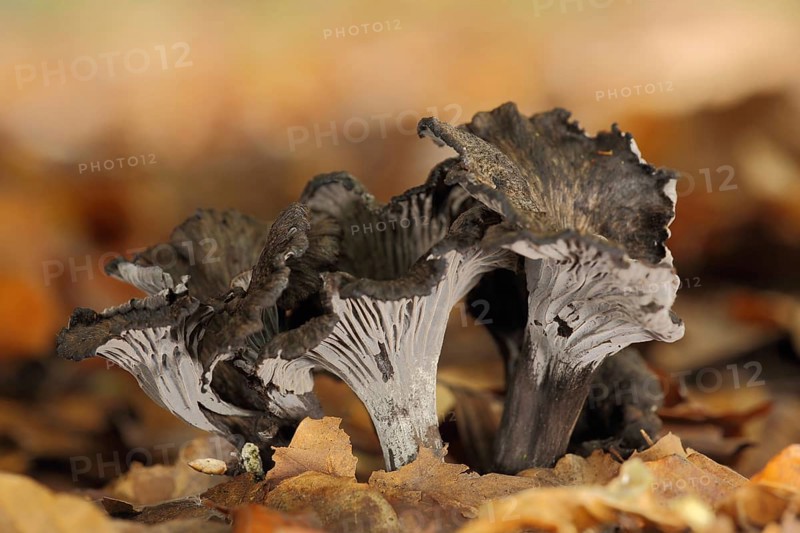 Grey Leistling (Cantharellus cinereus), three, funnel-shaped, grey chanterelle, grey craterelle, chanterelle, craterelle, Leistling, Cantharellus, Leistlingsartige, Cantharellaceae, Leistenpilze, Cantarellales, Ständerpilz, mushroom, Bremthal, Eppstein, Taunus, Hesse, Germany, Europe