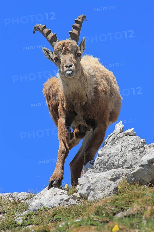 Alpine ibex (Capra ibex), female, looking head-on into the camera, sticking out her tongue, cheeky, funny, Allgäu, Bavaria, Germany, Europe