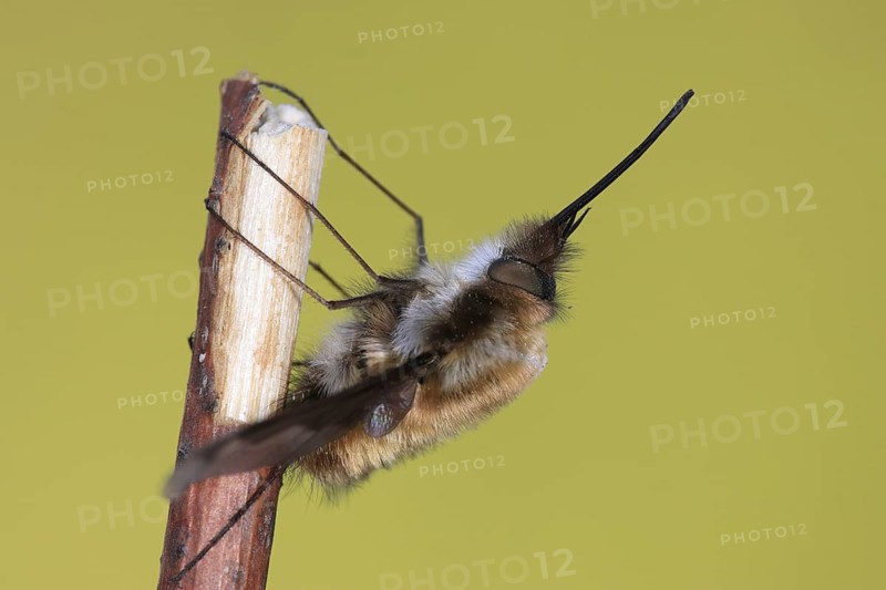 Large bee fly (Bombylius major), resting upside down on branch, with long proboscis, funny, Isental, Bavaria, Germany, Europe