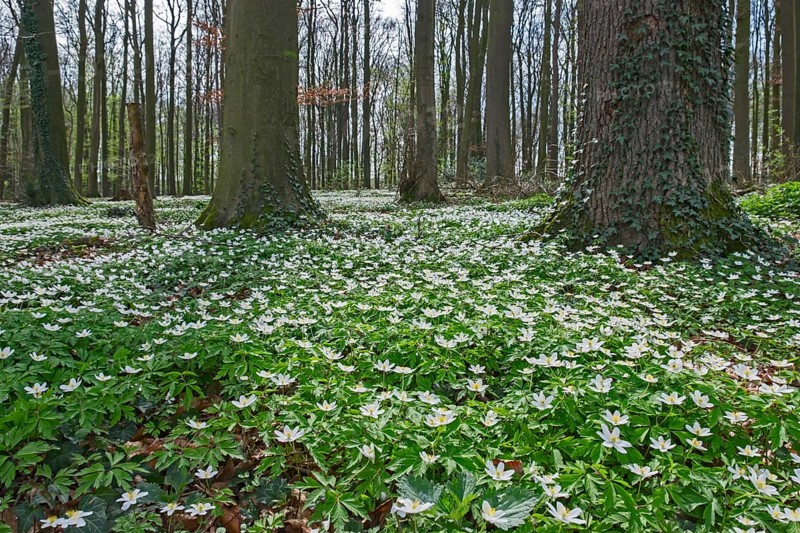 Forest floor covered with wood anemone (Anemone nemorosa), Ahaus, Münsterland, North Rhine-Westphalia, Germany, Europe
