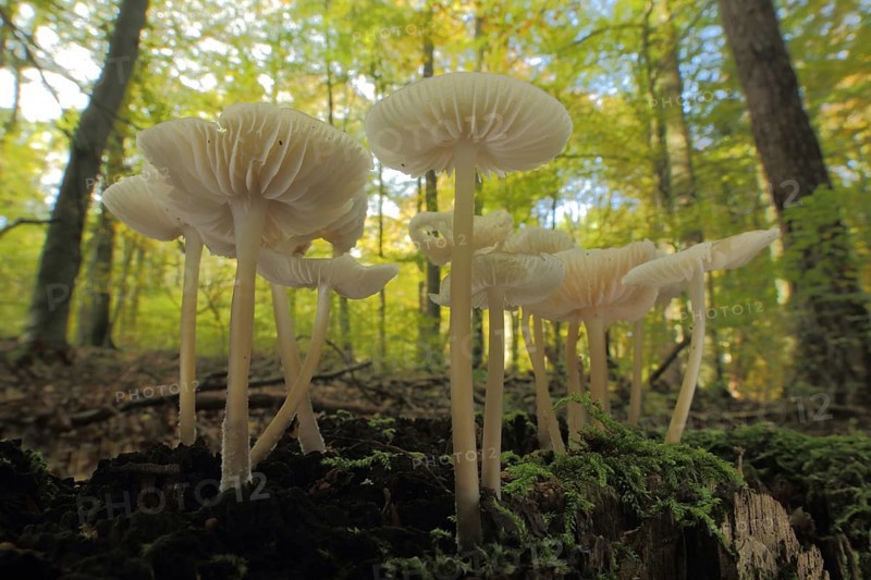 Common bonnet (Mycena galericulata), group, environment, forest, Helmlinge, Helmling, Mycena, Ritterlingsartige, Tricholomataceae, Blätterpilze (Agaricales), leaf fungus, stand fungus, mushroom, Idstein, Taunus, Hesse, Germany, Europe
