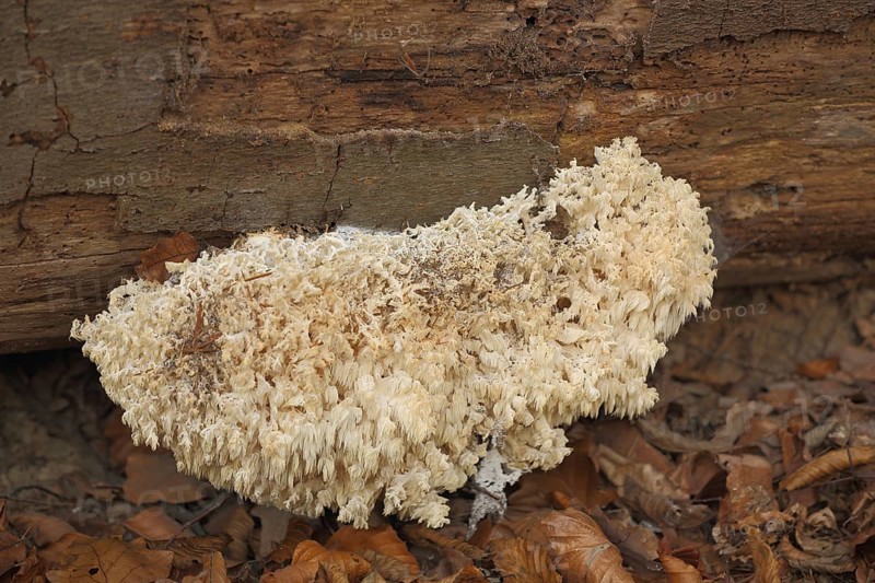 Spiny Beard (Hericium clathroides), Beech Spiny Beard, Spiny Beard, Spiny Beard, Hericium, Russulaceae, Russulales, Russulaceae, mushroom, Idstein, Taunus, Hesse, Germany, Europe
