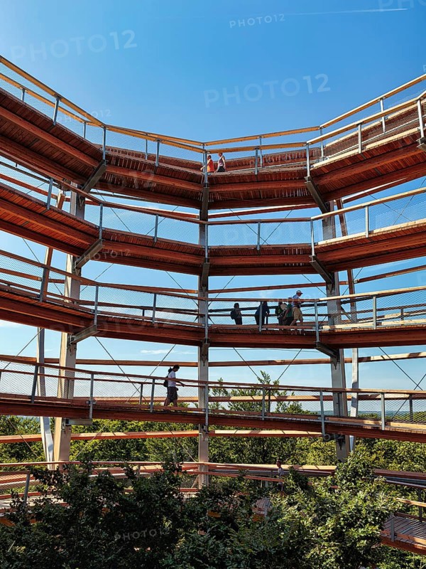 Treetop path with tourists and copper beech (Fagus sylvatica), Naturerbe Zentrum Rügen, Prora, Binz, Rügen, Mecklenburg-Western Pomerania, Germany, Europe