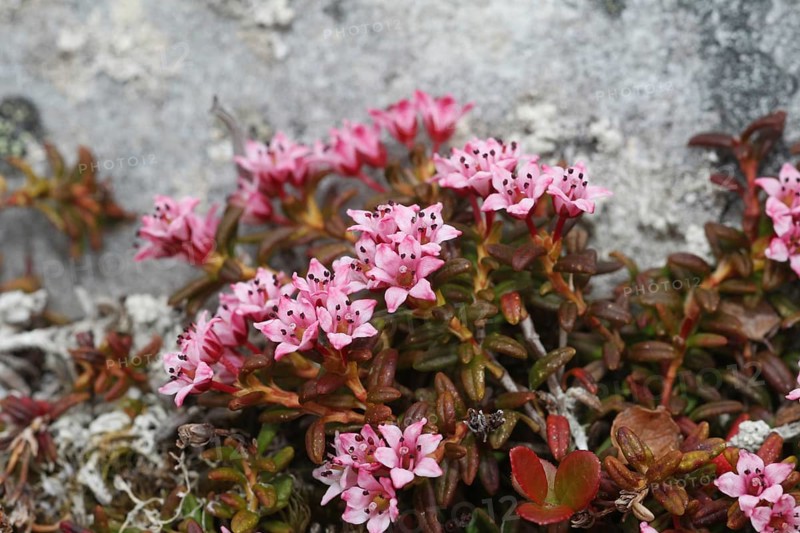Alpine azalea (Loiseleuria procumbens) flowering plants in the tundra, Lapland, Northern Norway, Scandinavia