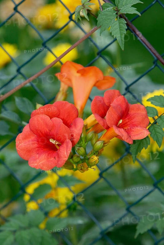Trumpet Creeper blossoms at fence (Campsis x tagliabuana), trumpet flower, blossoms at fence, flowers, garden plants ornamental bignonia (Bignoniaceae), blossoms