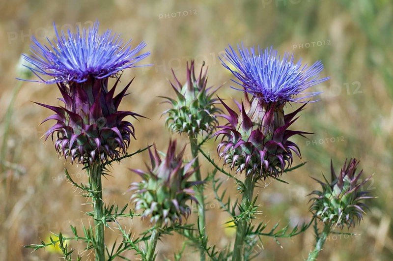 Artichoke (Cynara cardunculus) thistle, cardoon in flower