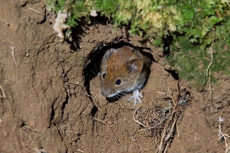 Sylvaemus sylvaticus, Wood mouse (Apodemus sylvaticus), wood mice, Mice, Mouse, Rodents, Mammals, Animals, Wood mouse head emerging from nest while leaving burrow