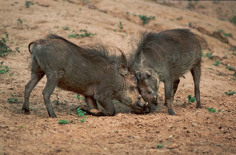 Wart Hogs, fighting males, Kwazulu Natal, South Africa (Phacochoerus aethiopicus), pig