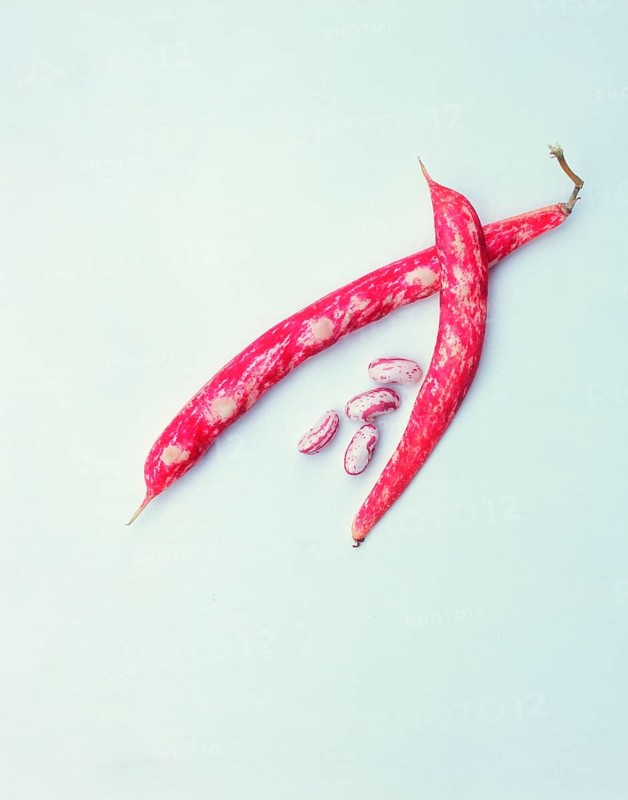 Borlotti bean, saliga bean, borlotti beans, saliga beans