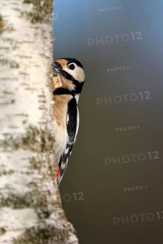 Great spotted woodpecker (Dendrocopos major), adult, female, foraging, NSG Dingdener Heide, North Rhine-Westphalia, Germany, Europe