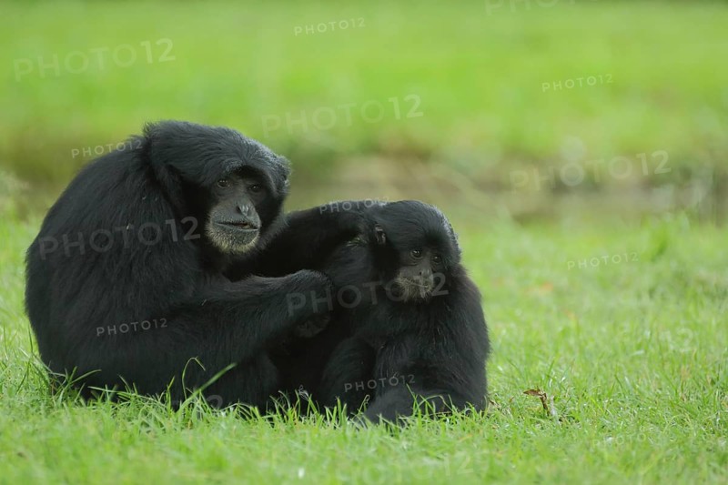 Siamang (Hylobates syndactylus), two, sit, ground, look, gibbons (Hylobatidae), gibbon, Hylobates, small apes, monkeys, dry-nosed monkeys, ape, primates, primate, gentleman animals, dry-nosed monkey, primates, haplorhini, mammal, animal, vertebrate, captive