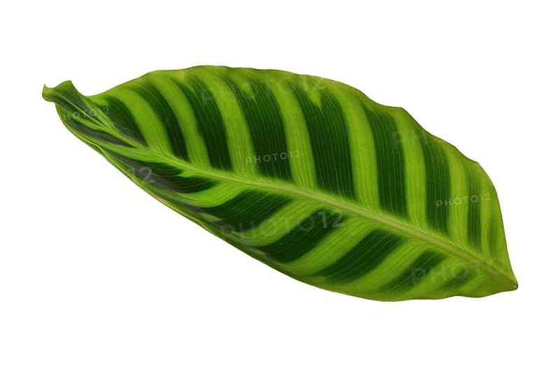 Isolated exotic tropical (Calathea Zebrina) Marantaceae or Prayer Plant striped bright green leaf on white background