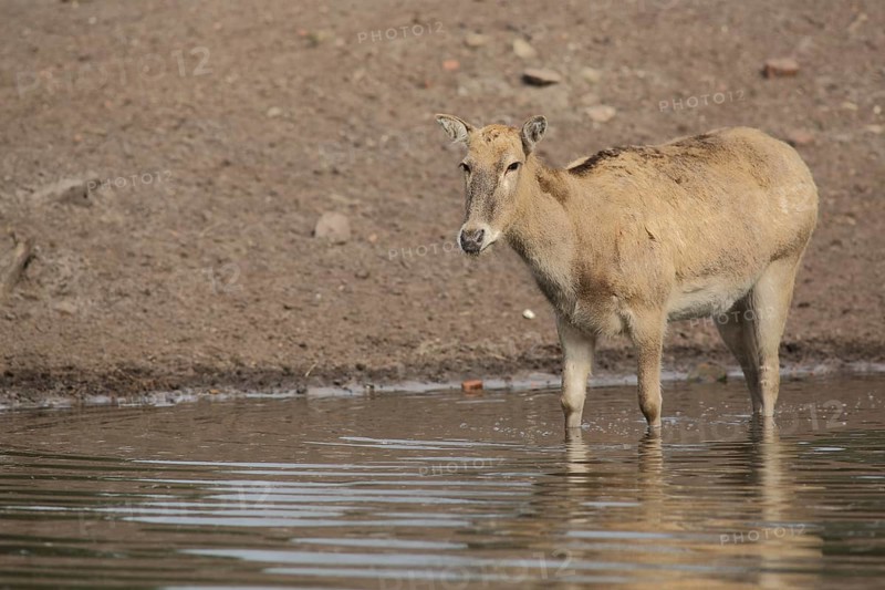 Père david's deer (Elaphurus davidianus), female, water, shore, captive