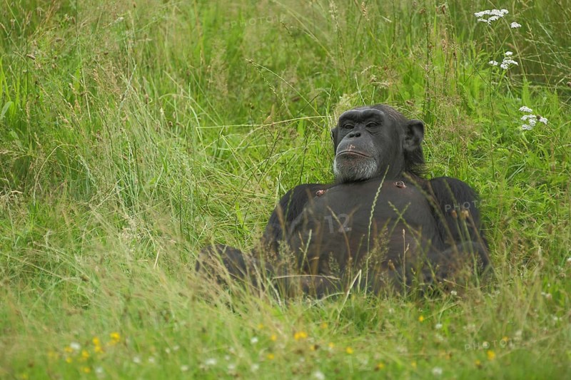 Common (hominidae) chimpanzee (Pan troglodytes), lie, grass, relax, rest, back, apes, anthropoid, anthropoid apes, catarrhines (Catarrhini), monkeys, dry-nosed monkeys, ape, primates, primate, gentleman animals, dry-nosed monkey, primates, haplorhini, mammal, animal, vertebrate, captive